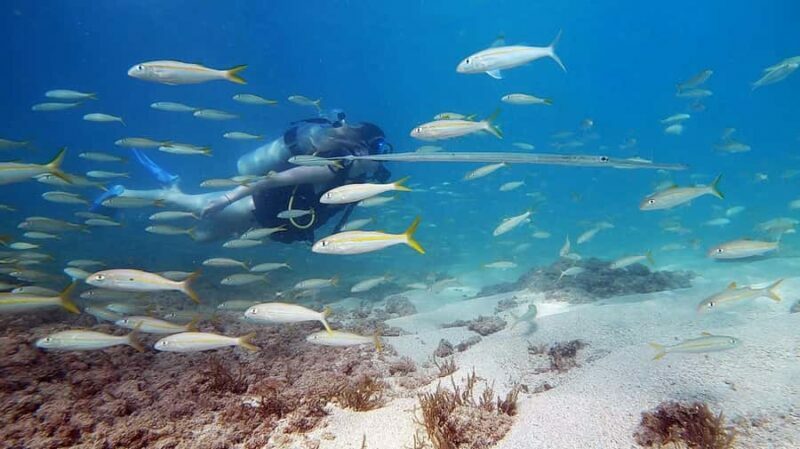 Waikiki: Honolulu Beginner Scuba Diving with Videos - What’s Included and Practical Details