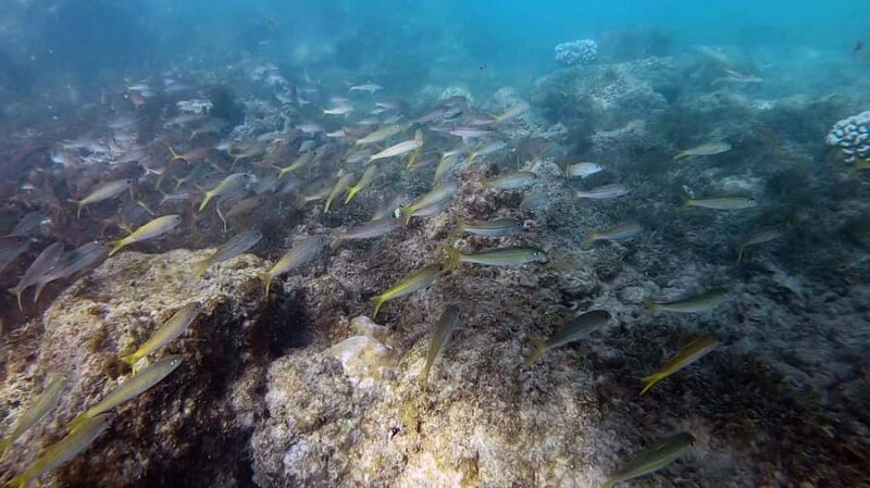 Waikiki: Honolulu Beginner Scuba Diving with Videos - Deep Dive into the Details