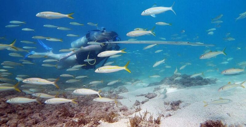 Waikiki: Honolulu Beginner Scuba Diving With Videos - Highlights and Inclusions