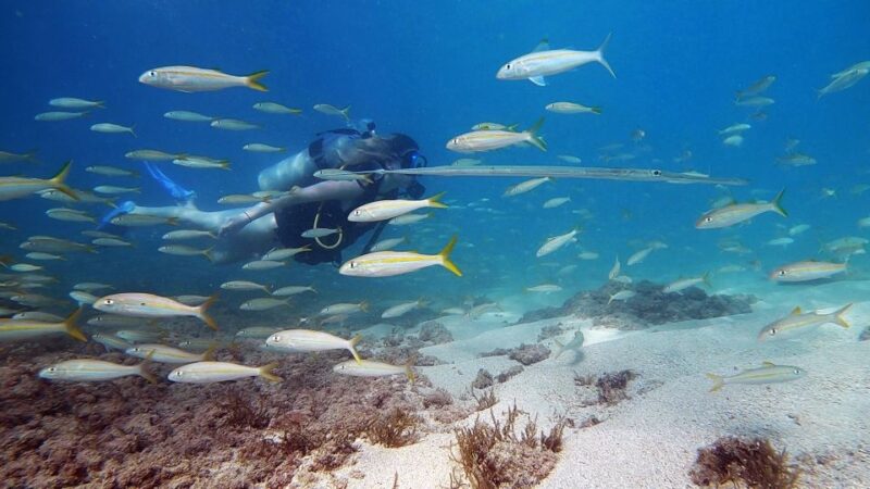 Waikiki: Honolulu Beginner Scuba Diving With Videos - What to Expect Underwater