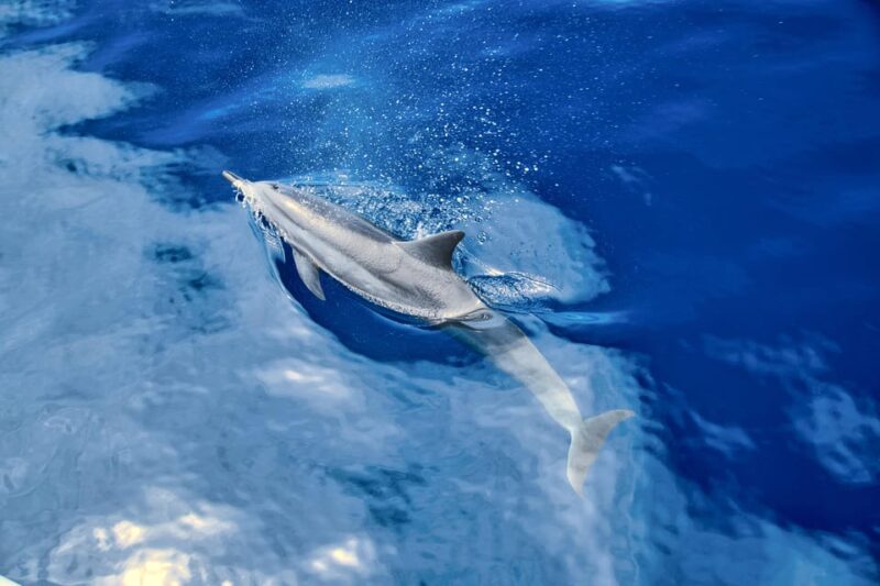 Waikiki: Midday Snorkel - Booking and Cancellation