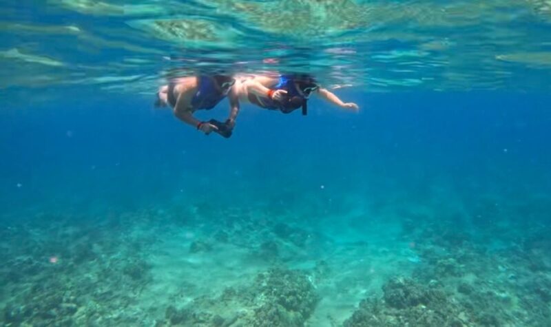 Waikiki: Monk Seal Bay Dolphin and Turtle Jet Snorkel Tour - Key Points