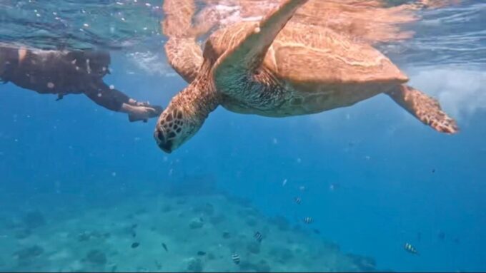 Waikiki: Monk Seal Bay Dolphin and Turtle Jet Snorkel Tour - Transportation and Accessibility