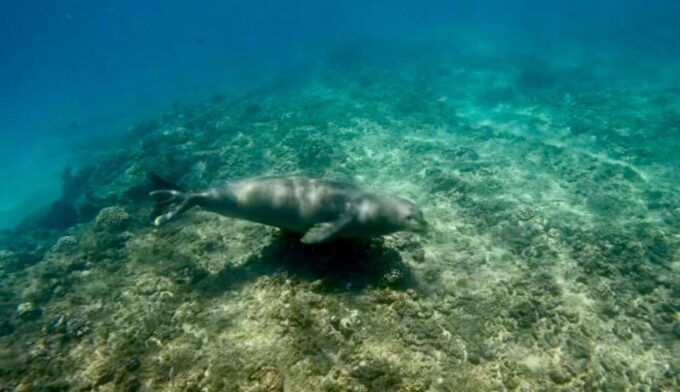Waikiki: Monk Seal Bay Dolphin and Turtle Jet Snorkel Tour - Booking and Cancellation Policy