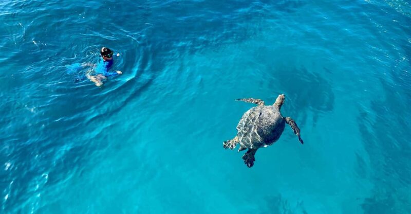 Waikiki: Sea Turtle Snorkeling, Small Group Boat Tour - Highlights of the Tour Experience