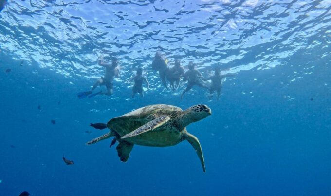 Waikiki: Sea Turtle Snorkeling, Small Group Boat Tour - Frequently Asked Questions