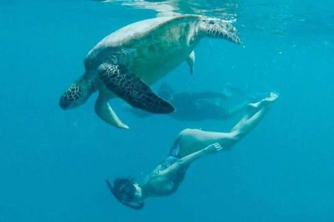 Waikiki: Sea Turtle Snorkeling Tour - Equipment and Inclusions