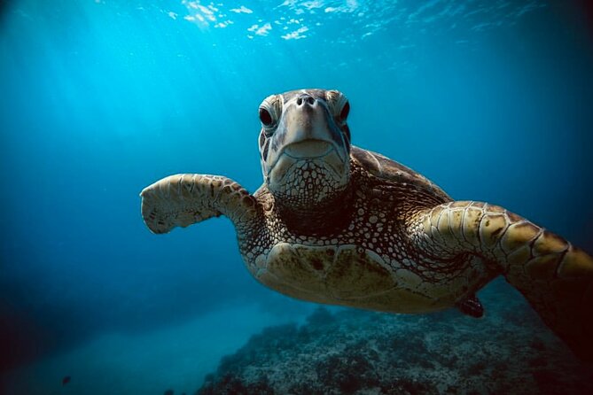 Waikiki Small Group Turtle Snorkeling & Sailing - Meeting and Pickup