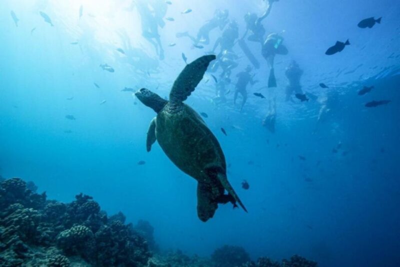 Waikiki: Snorkel Tour With Hawaiian Green Sea Turtles - Highlights of the Experience