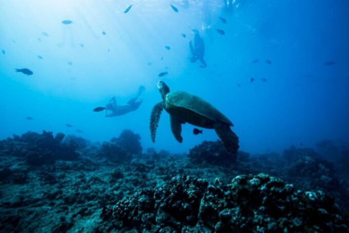 Waikiki: Snorkel Tour With Hawaiian Green Sea Turtles - Frequently Asked Questions