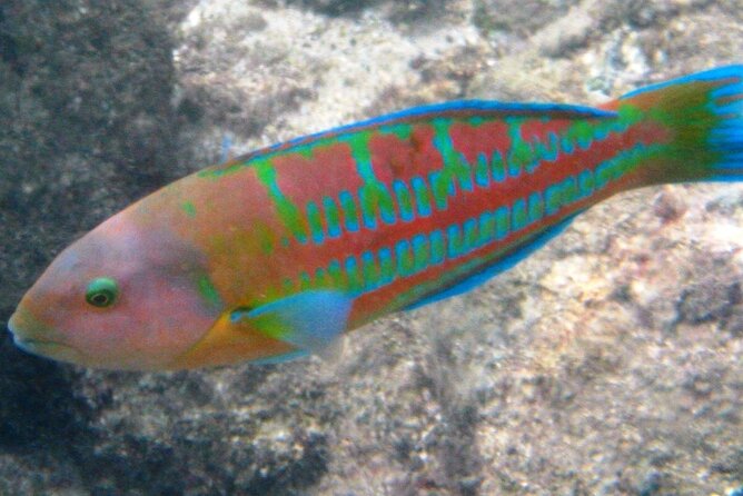 Waikiki Snorkeling. Free Pictures and Video! Shallow. Many Fish! - Snorkeling Equipment Provided