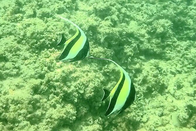 Waikiki Snorkeling. Free Pictures and Video! Shallow. Many Fish! - Free Cancellation up to 24 Hours