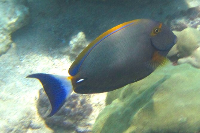 Waikiki Snorkeling. Free Pictures and Video! Shallow. Many Fish! - Parking and Meeting Point Details