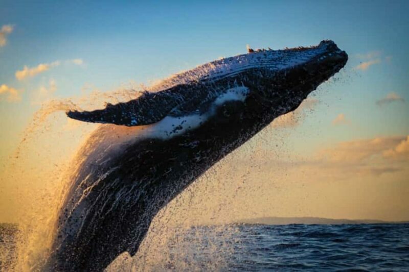 Waikiki: Sunset Whale Watching with 2 Drinks (BYOB-Friendly) - Key Points