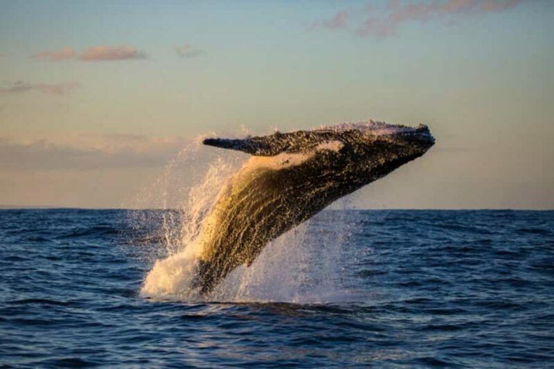 Waikiki: Sunset Whale Watching with 2 Drinks (BYOB-Friendly) - The Itinerary and Experience