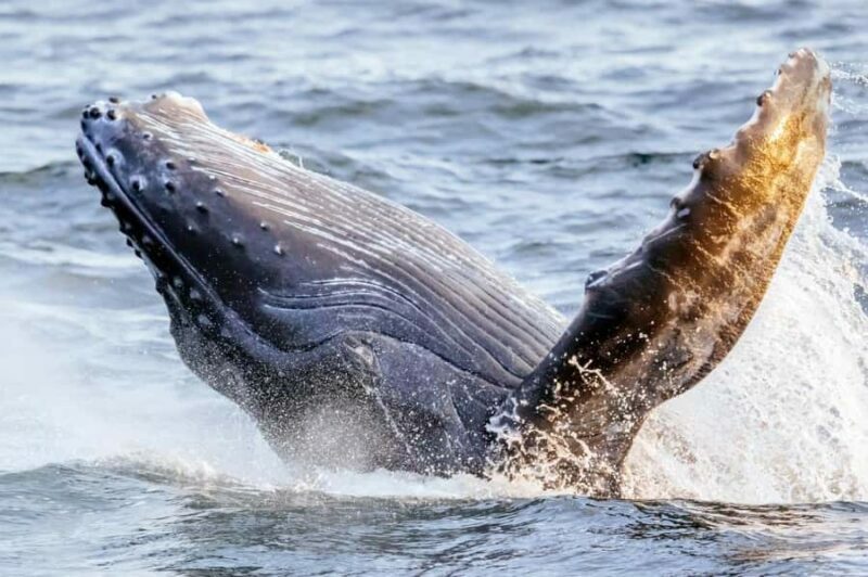 Waikiki: Sunset Whale Watching with 2 Drinks (BYOB-Friendly) - The Drinks and Atmosphere