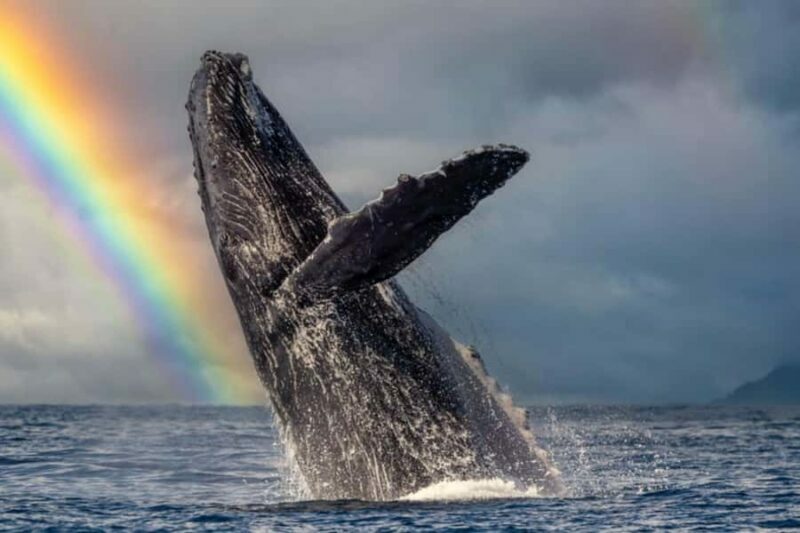 Waikiki: Sunset Whale Watching with 2 Drinks (BYOB-Friendly) - Who Will Love This Tour?