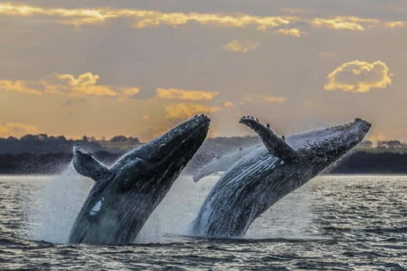 Waikiki: Sunset Whale Watching with 2 Drinks (BYOB-Friendly) - Frequently Asked Questions