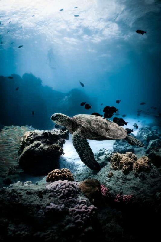 Waikiki: Turtle Canyon Snorkel Tour - 6 passengers max - Key Points