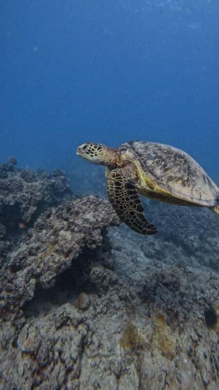Waikiki: Turtle Canyon Snorkel Tour with Small Group - Discovering Turtle Canyon: What to Expect