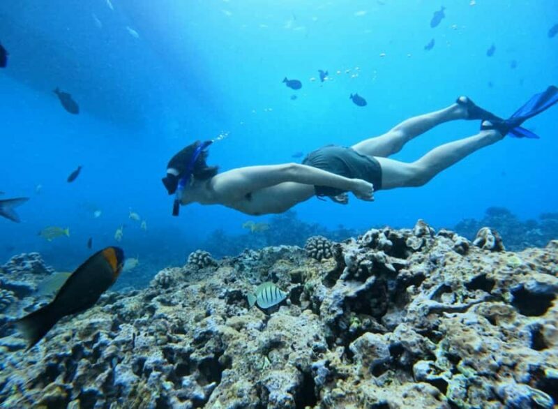 Waikiki: Turtle Canyon Snorkel Tour with Small Group - The Sum Up