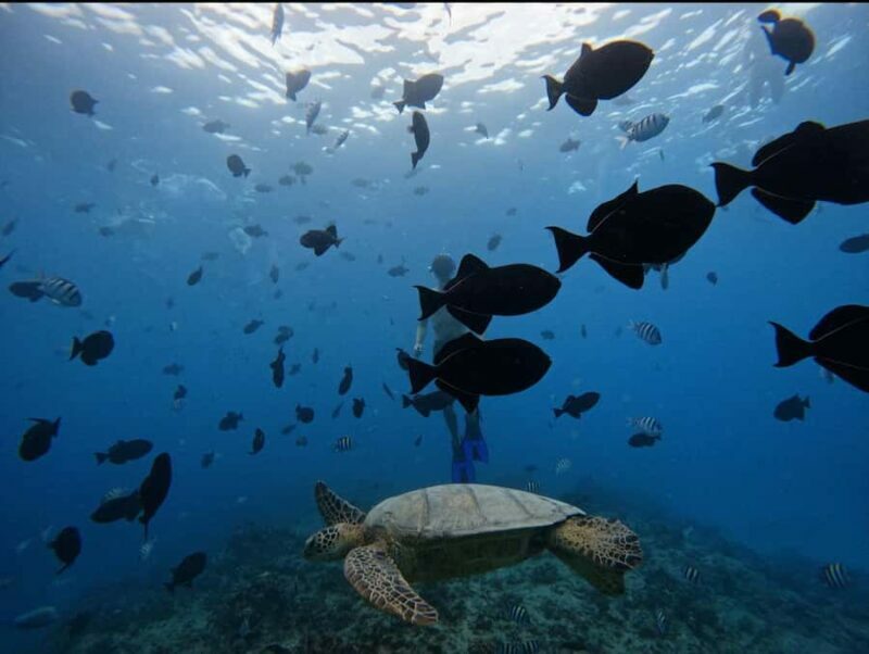 Waikiki: Turtle Canyon Snorkel Tour with Small Group - Frequently Asked Questions