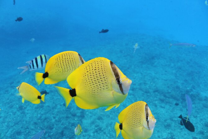 Waikiki Turtle Canyon Snorkeling With Lunch and Hula Show - Lunch and Onboard Amenities