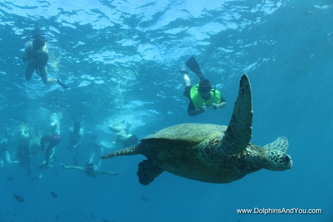 Waikiki Turtle Canyon Snorkeling With Lunch and Hula Show - Hula Performance Highlight