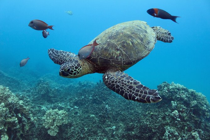 Waikiki Turtle Canyon Snorkeling With Lunch and Hula Show - Traveler Suitability