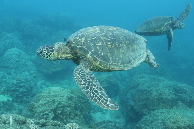 Waikiki Turtle Canyon Snorkeling With Lunch and Hula Show - Booking and Confirmation