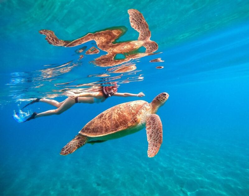 Waikiki: Turtle Snorkeling Cruise With 20FT Jumping Platform - Tour Experience