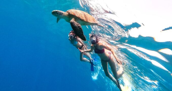 Waikiki: Turtle Snorkeling Cruise With 20FT Jumping Platform - Booking and Cancellation Policy