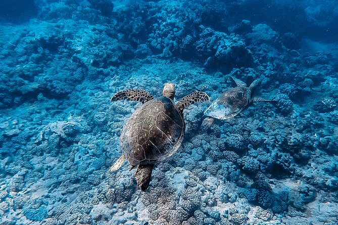 Waikiki Turtle Snorkeling Tour - Traveler Reviews and Feedback