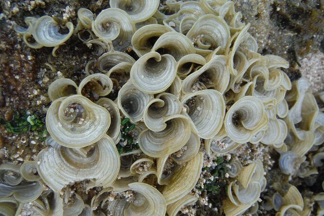 Waikiki! Very Shallow Snorkeling Fish Marinelife!Free Pics&Video! - Participant Reviews and Feedback