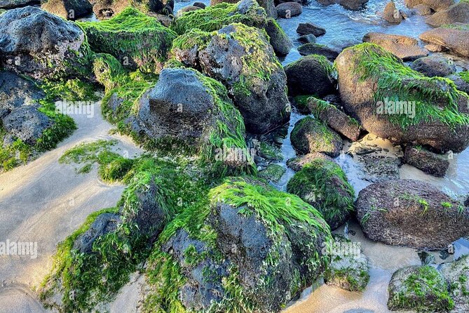 Waikiki! Very Shallow Snorkeling Fish Marinelife!Free Pics&Video! - Capturing Memories: Photos and Videos