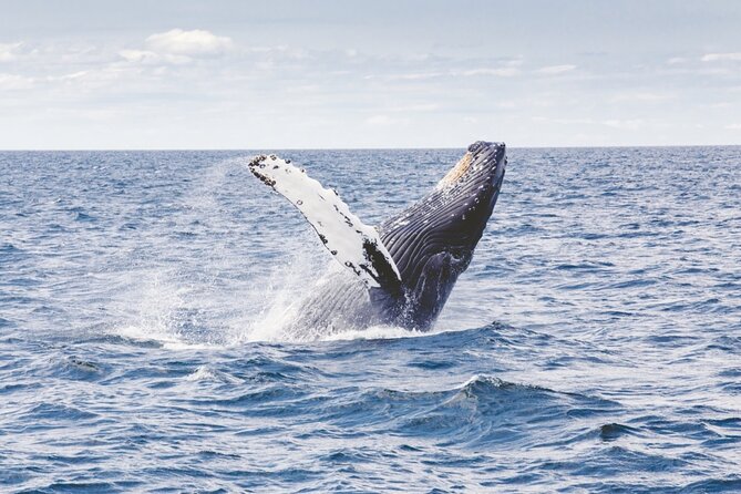 Waikiki Whale Watch & Ocean Rafting Tour (Small-group) - Notable Wildlife Sightings