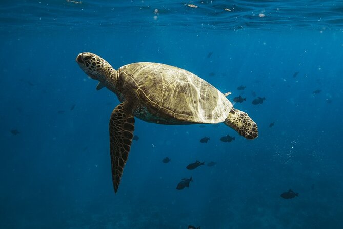 Waikiki Whale Watch & Ocean Rafting Tour (Small-group) - Crew Expertise and Insights
