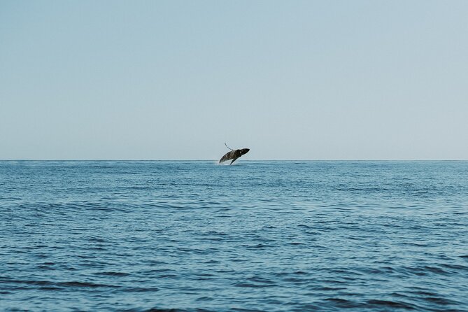 Waikiki Whale Watch & Ocean Rafting Tour (Small-group) - Highlights From Travelers