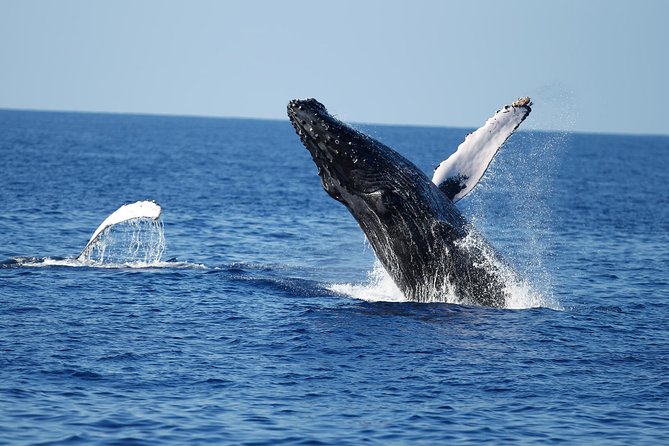 Waikiki Whale Watching Cruise Including Coffee and Donuts - Included Amenities