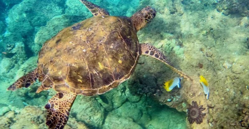 Wailea Beach: Snorkeling Tour for Non-Swimmers & Beginners - Equipment and Inclusions