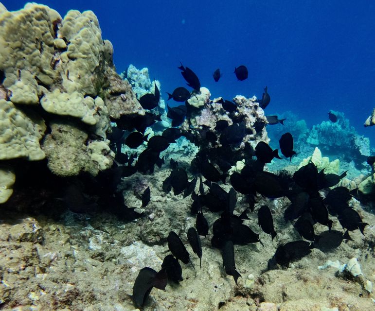 Wailea Beach: Snorkeling Tour for Non-Swimmers & Beginners - Participant Restrictions