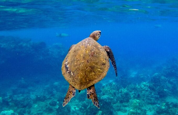 Wailea Beach: Snorkeling Tour for Non-Swimmers & Beginners - Booking and Reservation