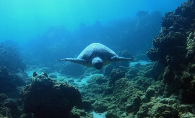 Wailea Beach: Snorkeling Tour for Non-Swimmers & Beginners - Frequently Asked Questions