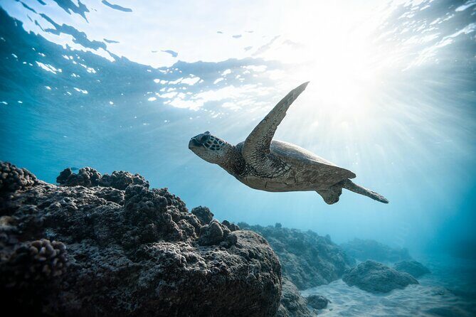 Wailea Wildlife Tour with Snorkeling - Key Points