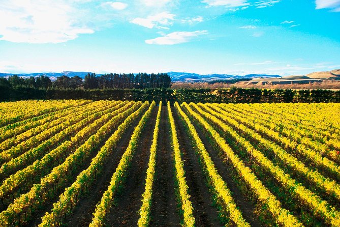 Waipara Wine Trail Afternoon Tour From Christchurch - Customer Feedback Highlights