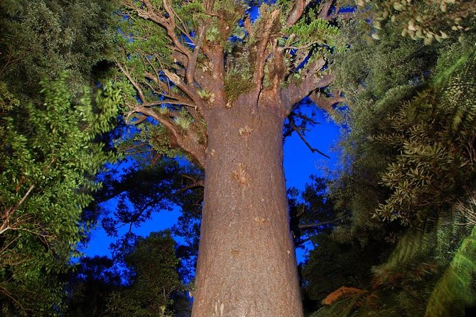 Waipoua Forest: Twilight Encounter - Maori Cultural Eco Night Tour - Visiting Ancient Kauri Giants
