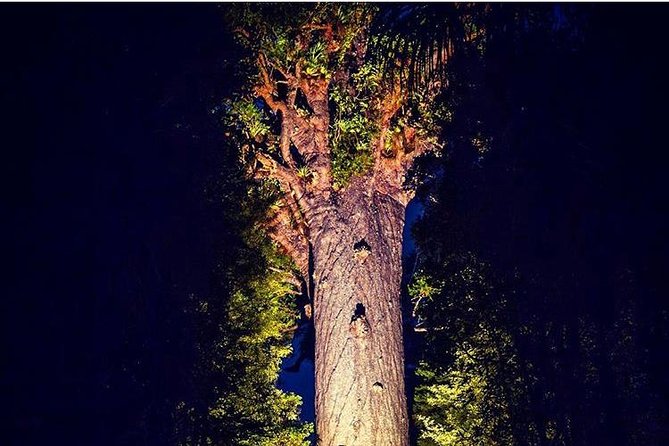 Waipoua Forest: Twilight Encounter - Maori Cultural Eco Night Tour - Key Attractions and Highlights