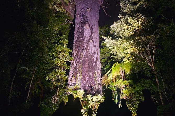 Waipoua Forest: Twilight Encounter - Maori Cultural Eco Night Tour - Tour Suitability and Recommendations