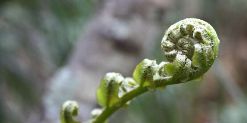 Waitakere Ranges Wilderness Experience Tour From Auckland - Breathtaking Landscapes