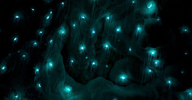 Waitangi: Kawiti Glow Worm Cave & Opua Kauri Forest Walk - Key Points